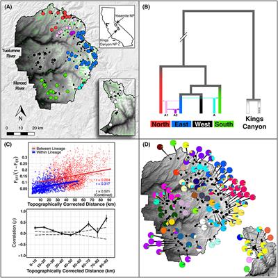 Gene Pool Boundaries for the Yosemite Toad (Anaxyrus canorus) Reveal Asymmetrical Migration Within Meadow Neighborhoods